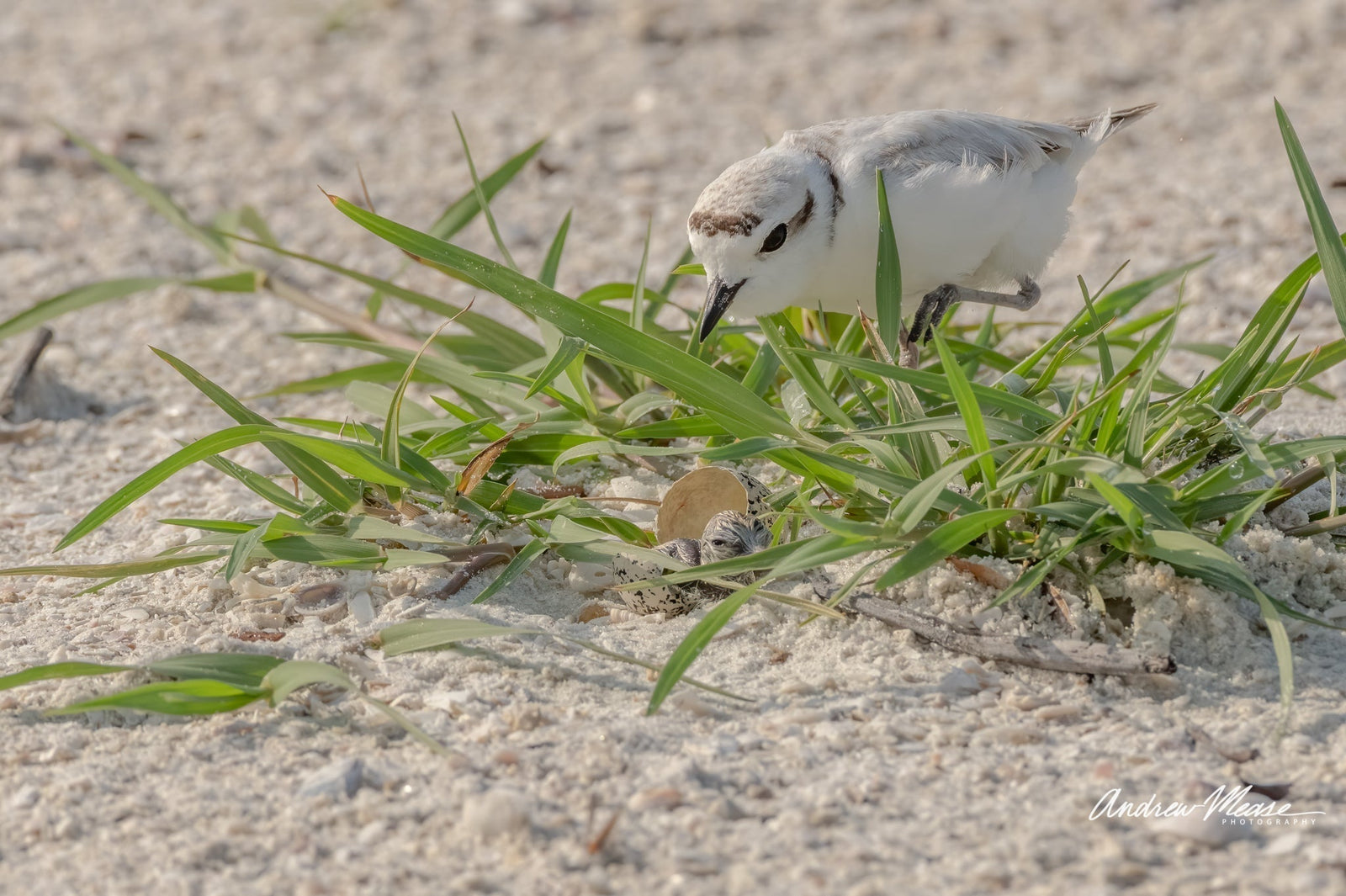 A snowy plover mother meets her newborn baby that just hatched for the first time. 