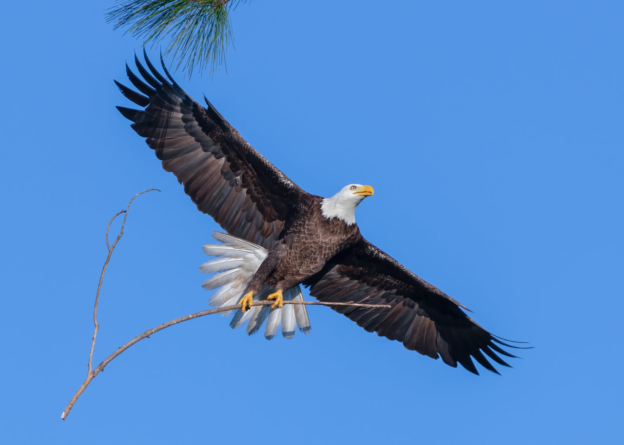 Fine art print featuring an American Bald Eagle delivering a massive branch to the nest in North Fort Myers, Florida – wildlife photography by Andrew Mease