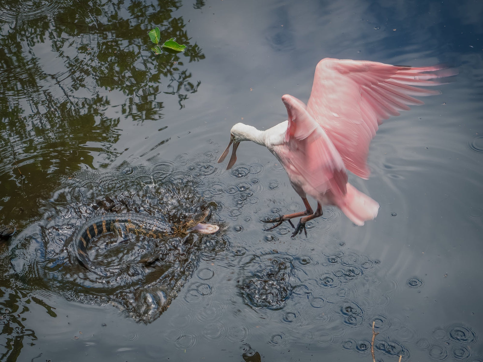 Fine art print featuring a young american alligator snapping at a roseate spoonbill at Corkscrew Swamp Sanctary in Naples, Florida – wildlife photography by Andrew Mease