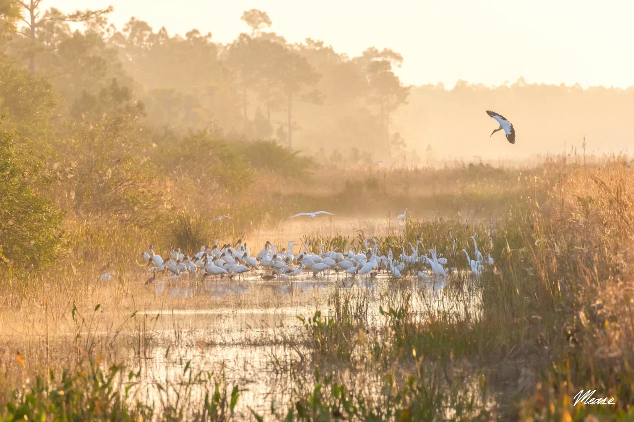 Misty Stork Sunrise - Behind the Shot