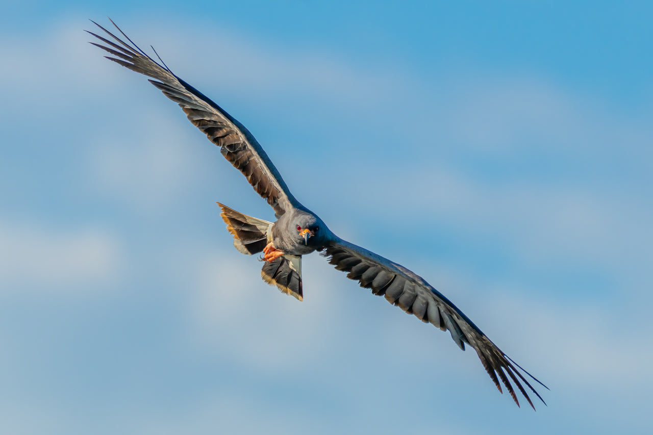 Fine art print featuring a male snail kite in search of some apple snails in the marsh shortly after sunrise in Lehigh Acres, Florida – wildlife photography by Andrew Mease