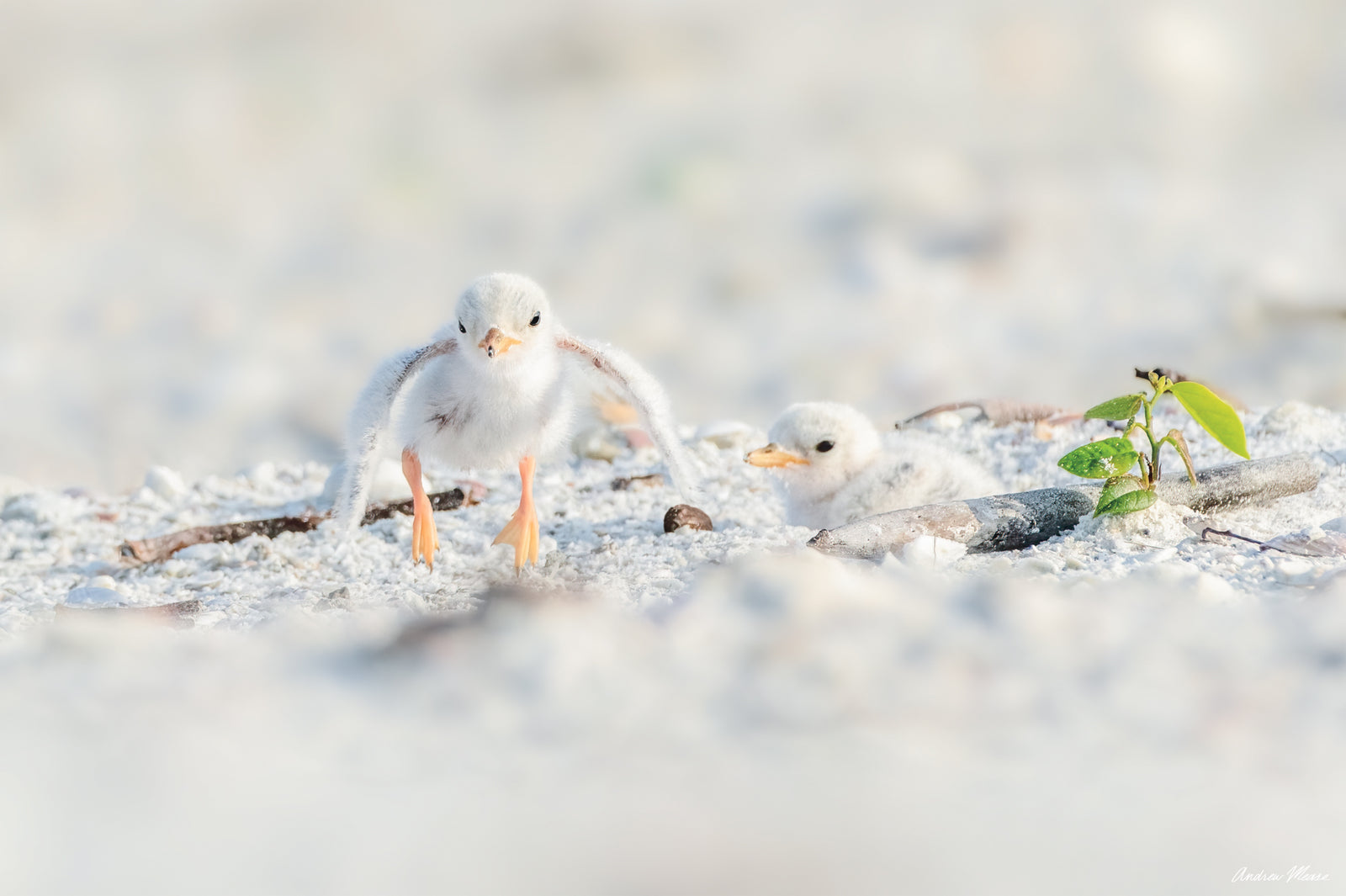 Fine art print of a young least tern chick jumping off of the ground and flapping its wings – wildlife photography by Andrew Mease