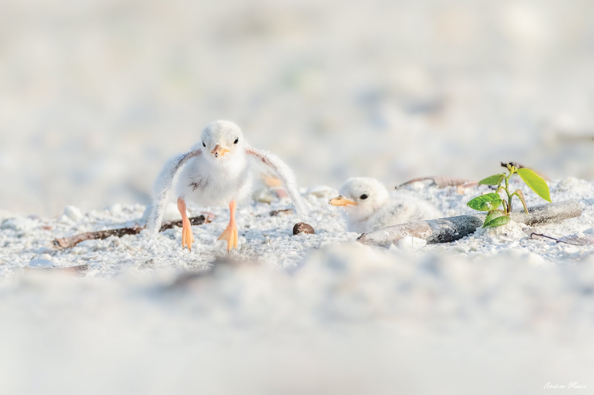 Fine art print of a young least tern chick jumping off of the ground and flapping its wings – wildlife photography by Andrew Mease
