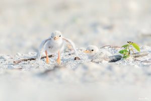 Fine art print of a young least tern chick jumping off of the ground and flapping its wings – wildlife photography by Andrew Mease