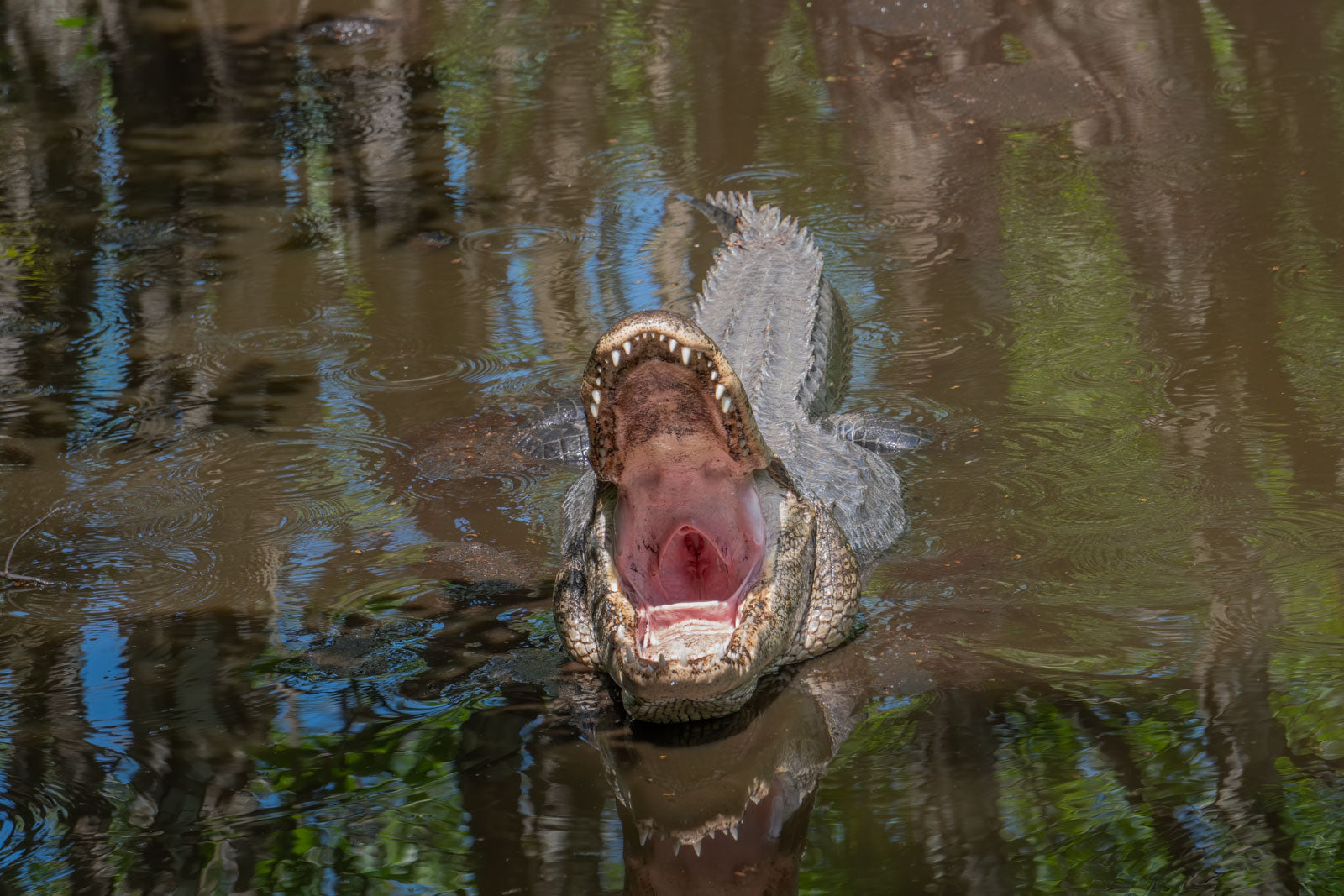 Fine art print featuring an American Alligator with its mouth gaping wide open at Audubon's Corkscrew Swamp Sanctuary in Naples, Florida – wildlife photography by Andrew Mease