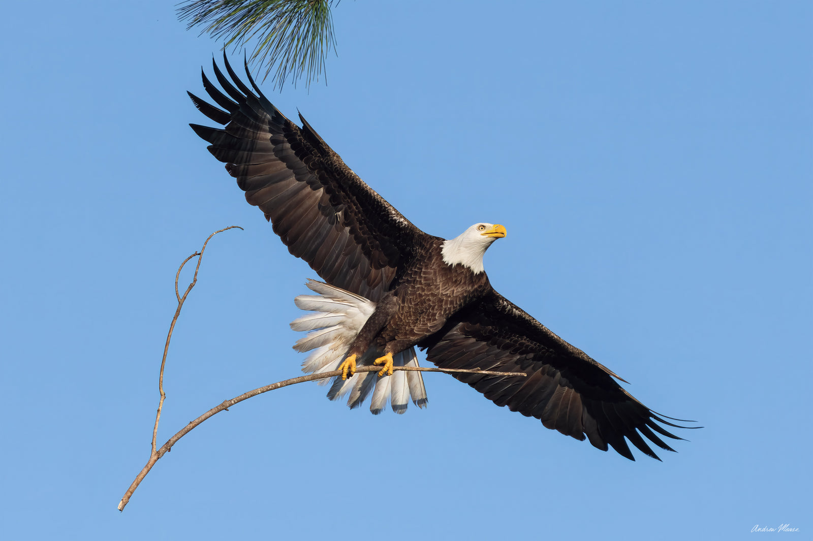 Fine art print featuring an American Bald Eagle delivering a massive branch to the nest in North Fort Myers, Florida – wildlife photography by Andrew Mease