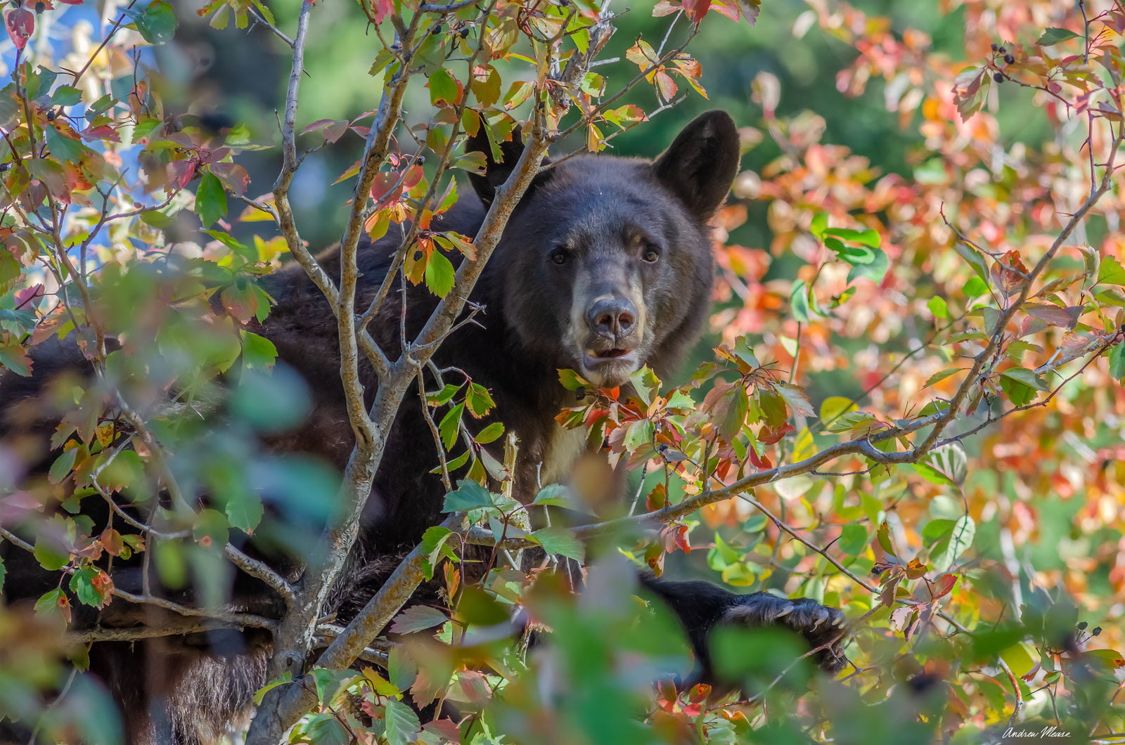Fine art print of a bear peeking through some fall foliage while eating some berries in Grand Teton National Park – wildlife photography by Andrew Mease