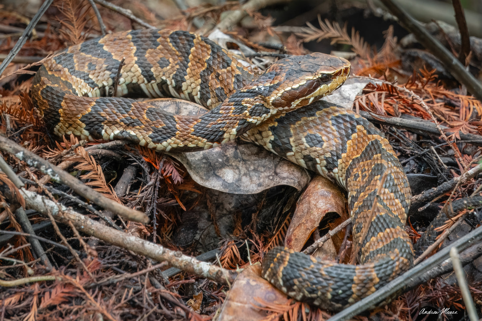 Fine art print featuring a young Florida Cottonmouth resting in some orange pine needles at Audubon's Corkscrew Swamp Sanctuary in Naples, Florida – wildlife photography by Andrew Mease