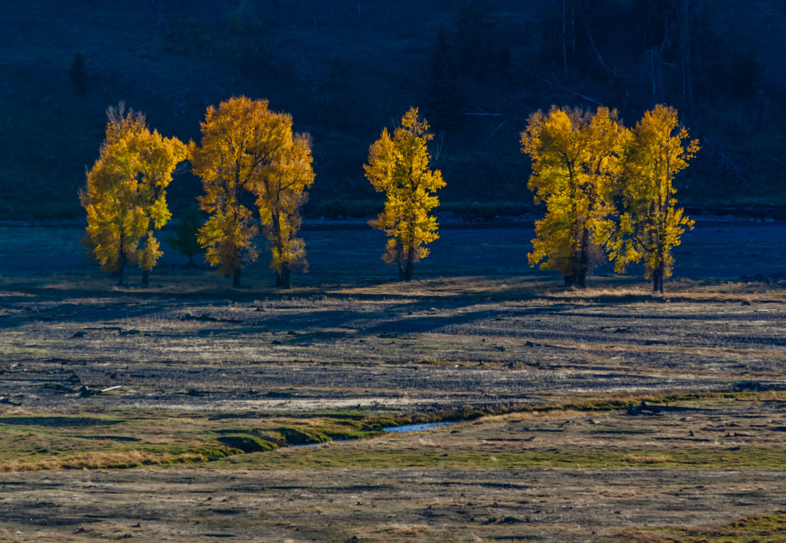 Fine art print of a sun star peeking through a strand of birch trees in Yellowstone National Park's Lamar Valley near the edge of Montana and Wyoming just before sunset – landscape photography by Andrew Mease