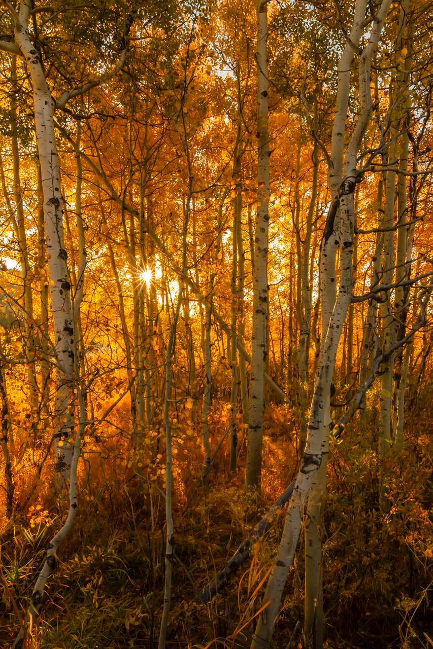 Fine art print of a sun star peeking through a strand of birch trees in Grand Teton National Park at Oxbow Bend an hour after sunrise – landscape photography by Andrew Mease