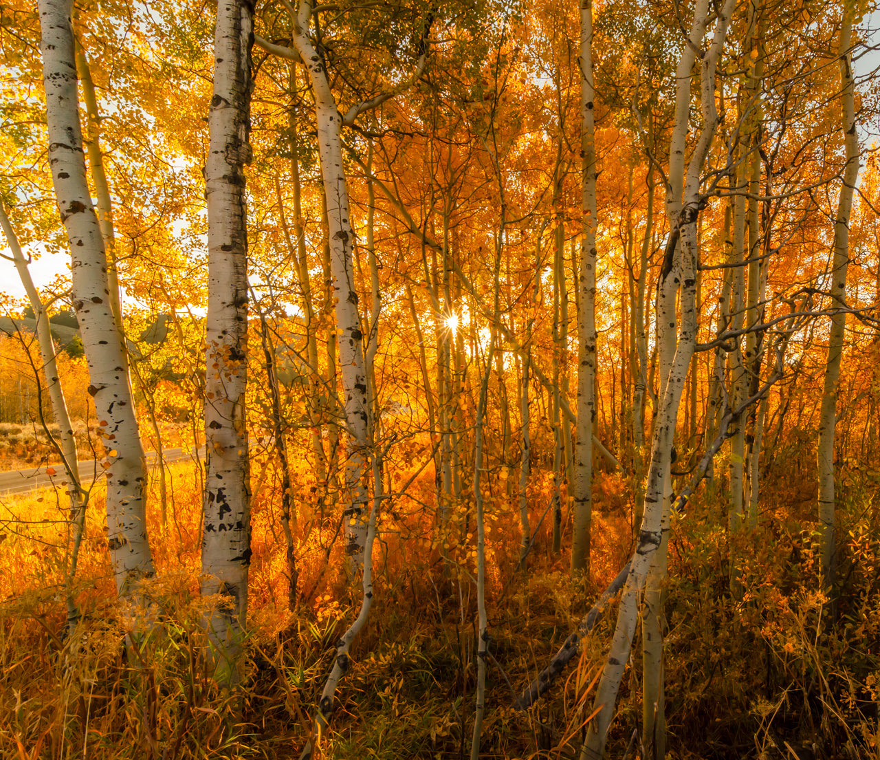 Fine art print of a sun star peeking through a strand of birch trees in Grand Teton National Park at Oxbow Bend an hour after sunrise – landscape photography by Andrew Mease