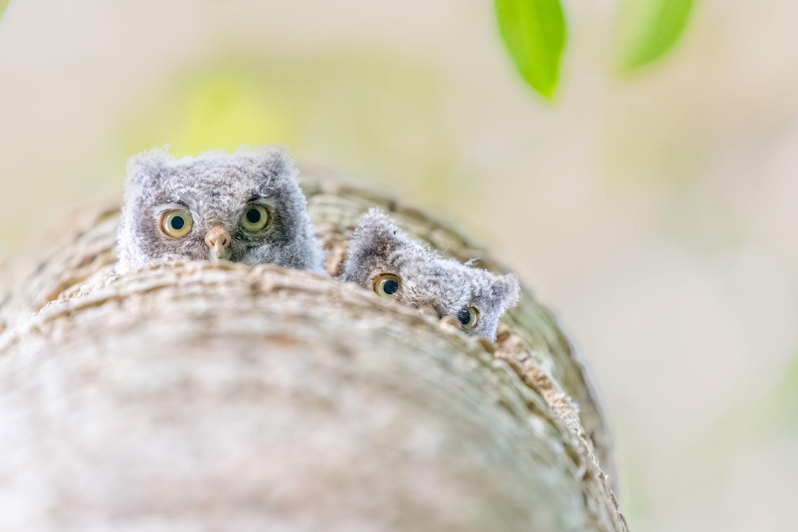 Fine art print featuring two gray morph eastern owlets in a cabbage palm tree – wildlife photography by Andrew Mease