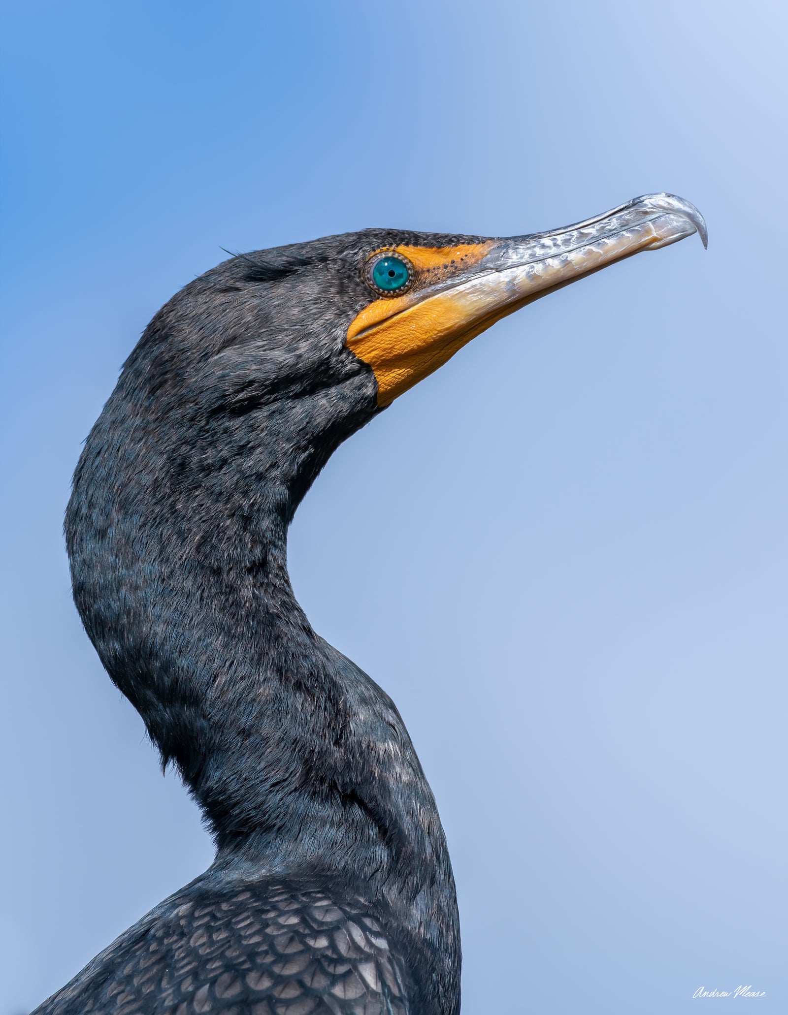 Fine art print featuring a double-crested cormorant with a soft cloudy background in Florida – wildlife photography by Andrew Mease