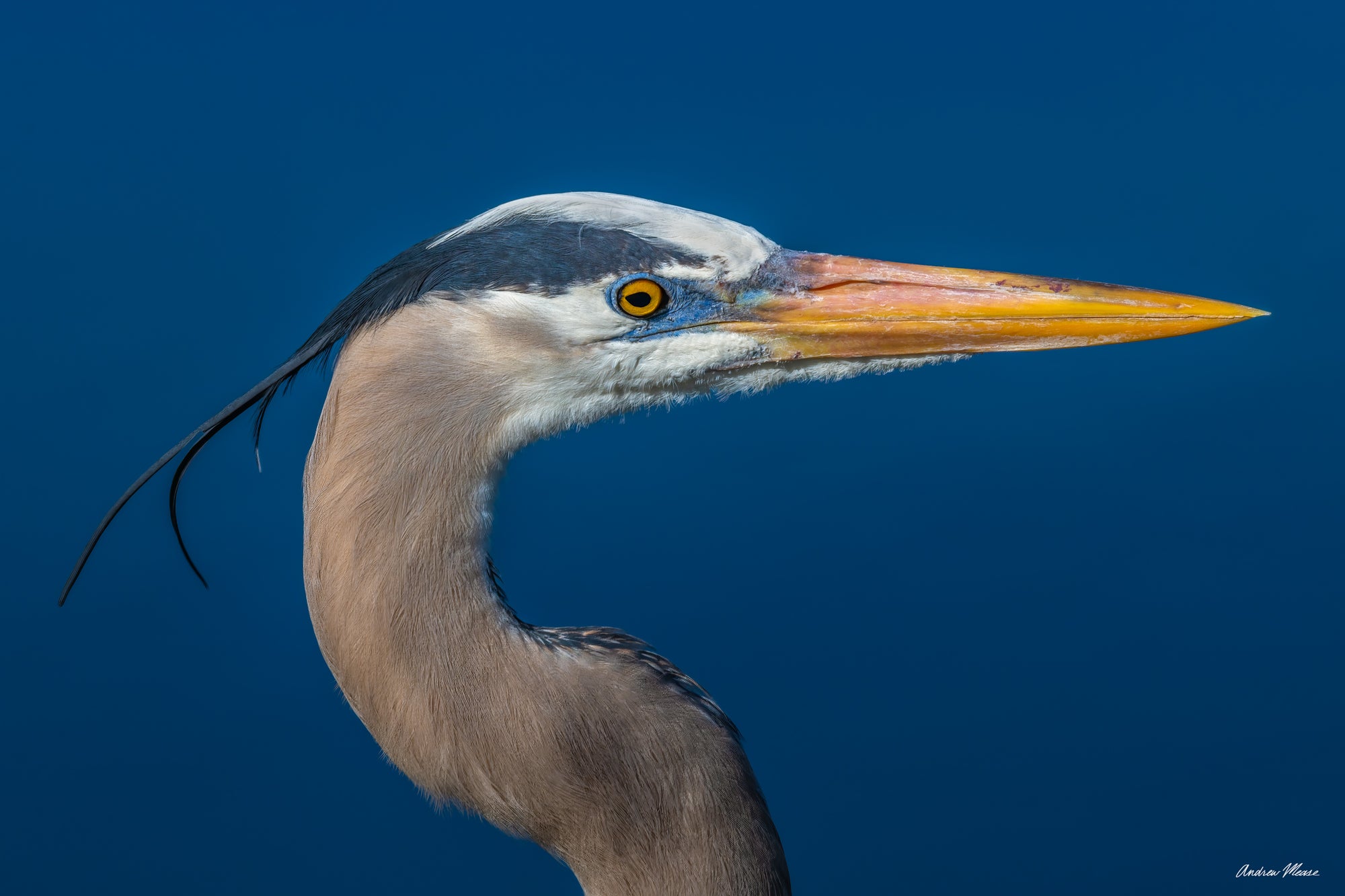 Fine art print featuring the headshot of a great blue heron up close – wildlife photography by Andrew Mease