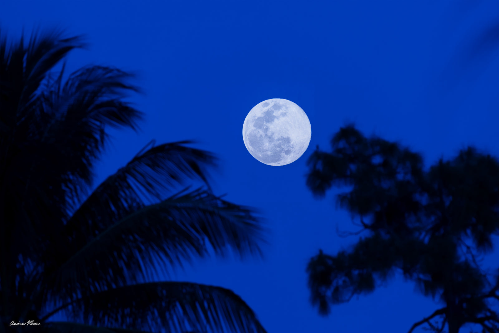 Fine art print of a cool moon with silhouettes of a palm tree and pine tree in the foreground – landscape photography by Andrew Mease
