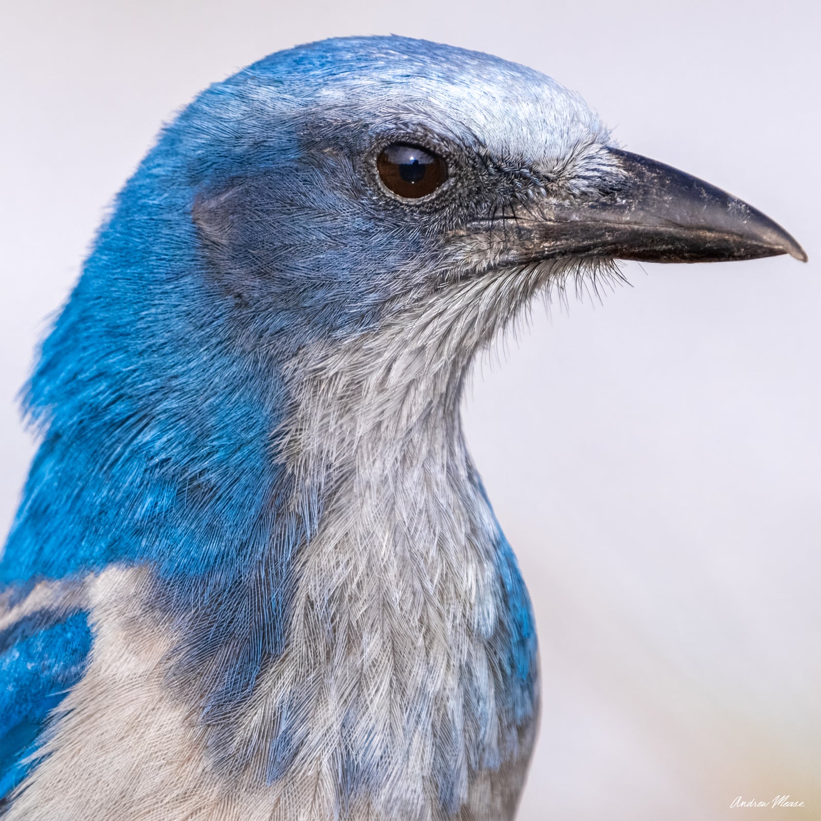 Fine art print of a Florida Scrubjay headshot detailing all of the beak and feathers – wildlife photography by Andrew Mease