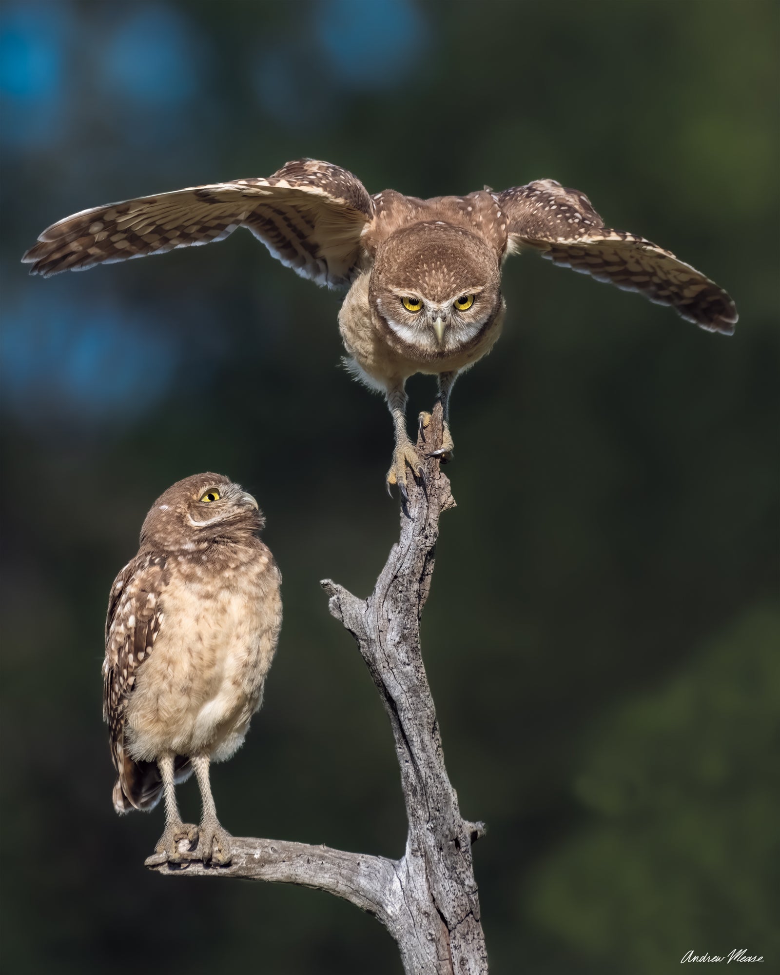 Fine art print featuring 2 burrowing owlets learning how to fly in Marco Island, Florida – wildlife photography by Andrew Mease