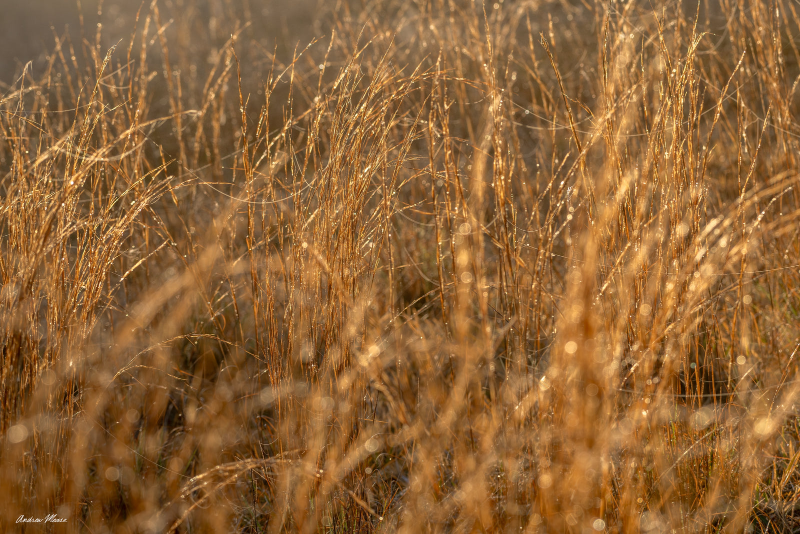 Fine art print of dewy grass covered in cobwebs, glowing in the sun's first light – landscape photography by Andrew Mease