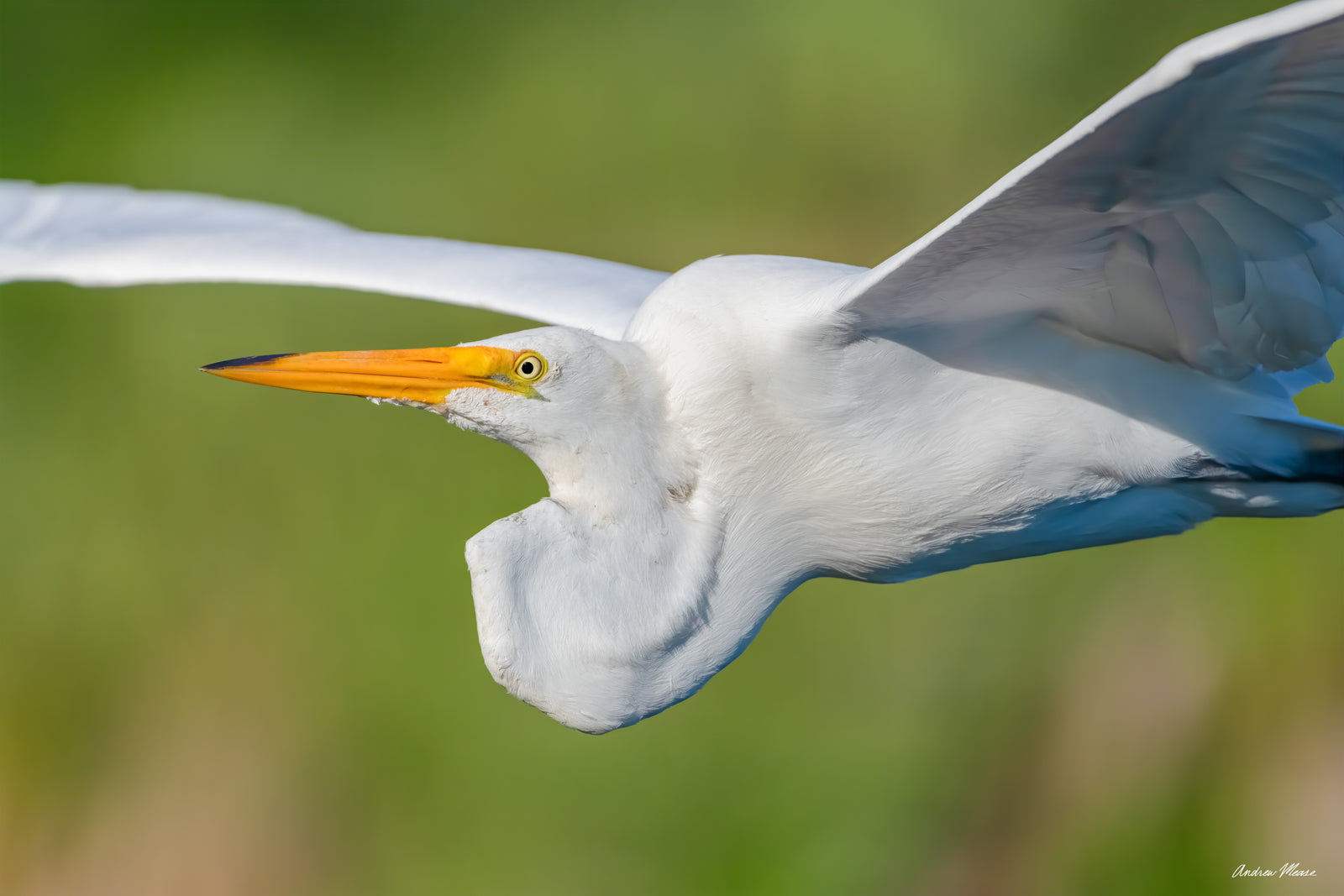 Fine art print featuring an in flight great egret up close with a soft green background – wildlife photography by Andrew Mease