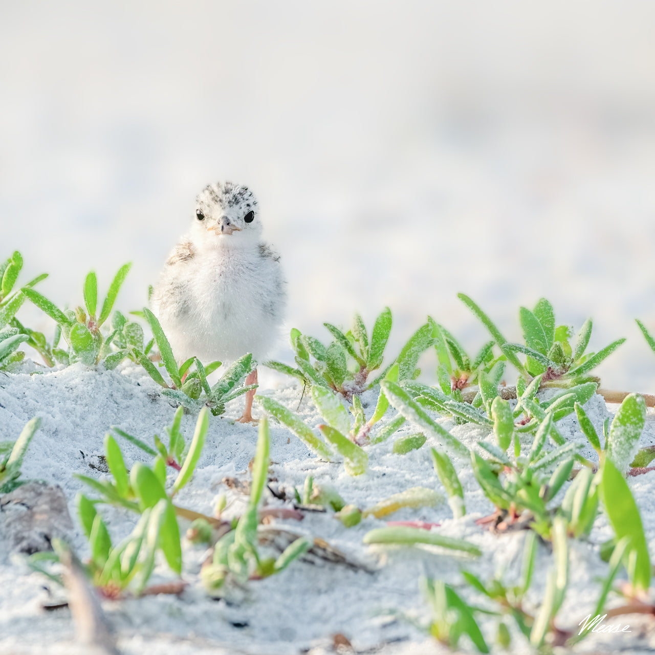 Hidden Treasure Square