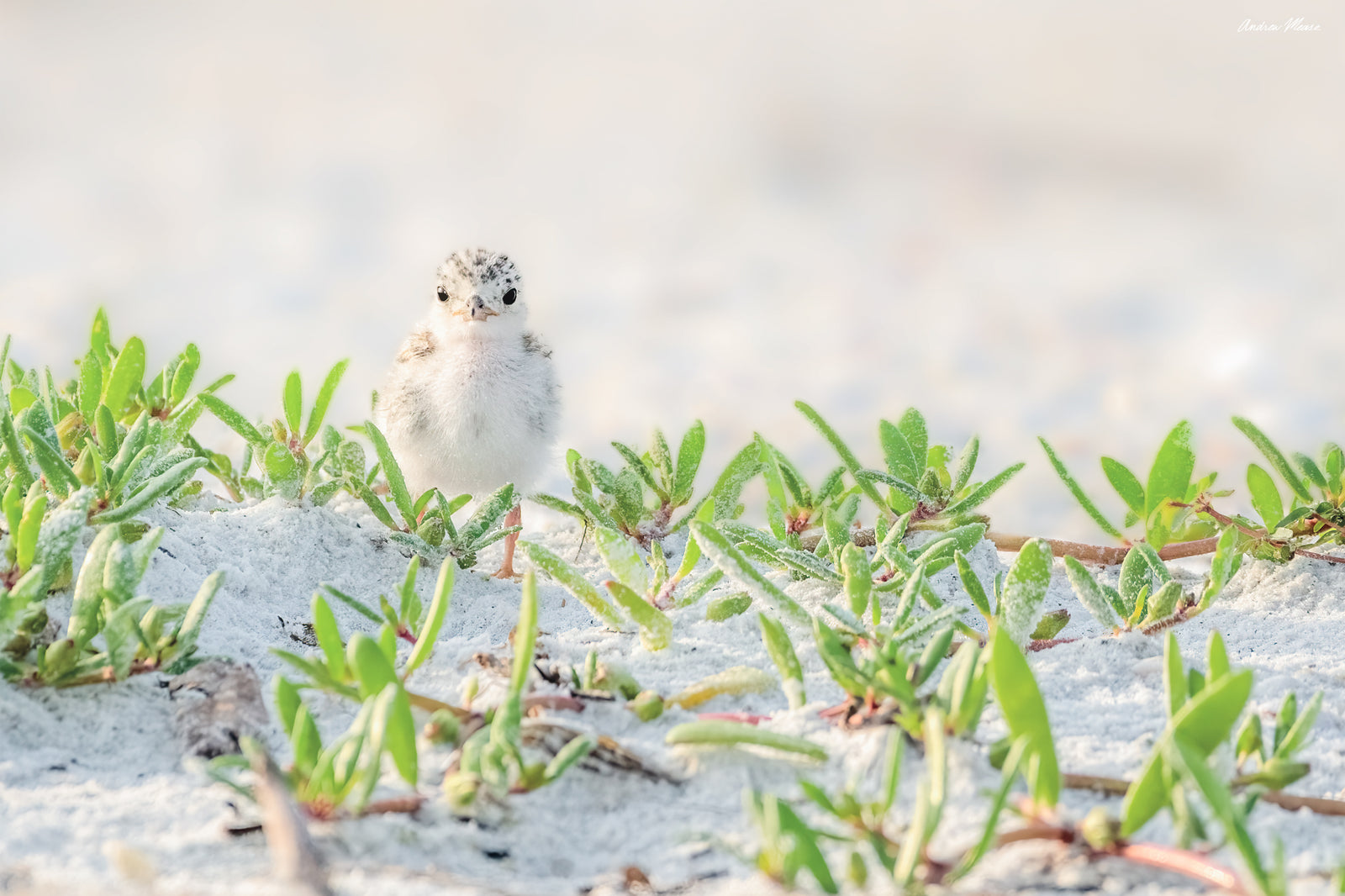 Fine art print featuring a least tern chick almost hidden among some greenery with a white sandy background in Fort Myers, Florida – wildlife photography by Andrew Mease