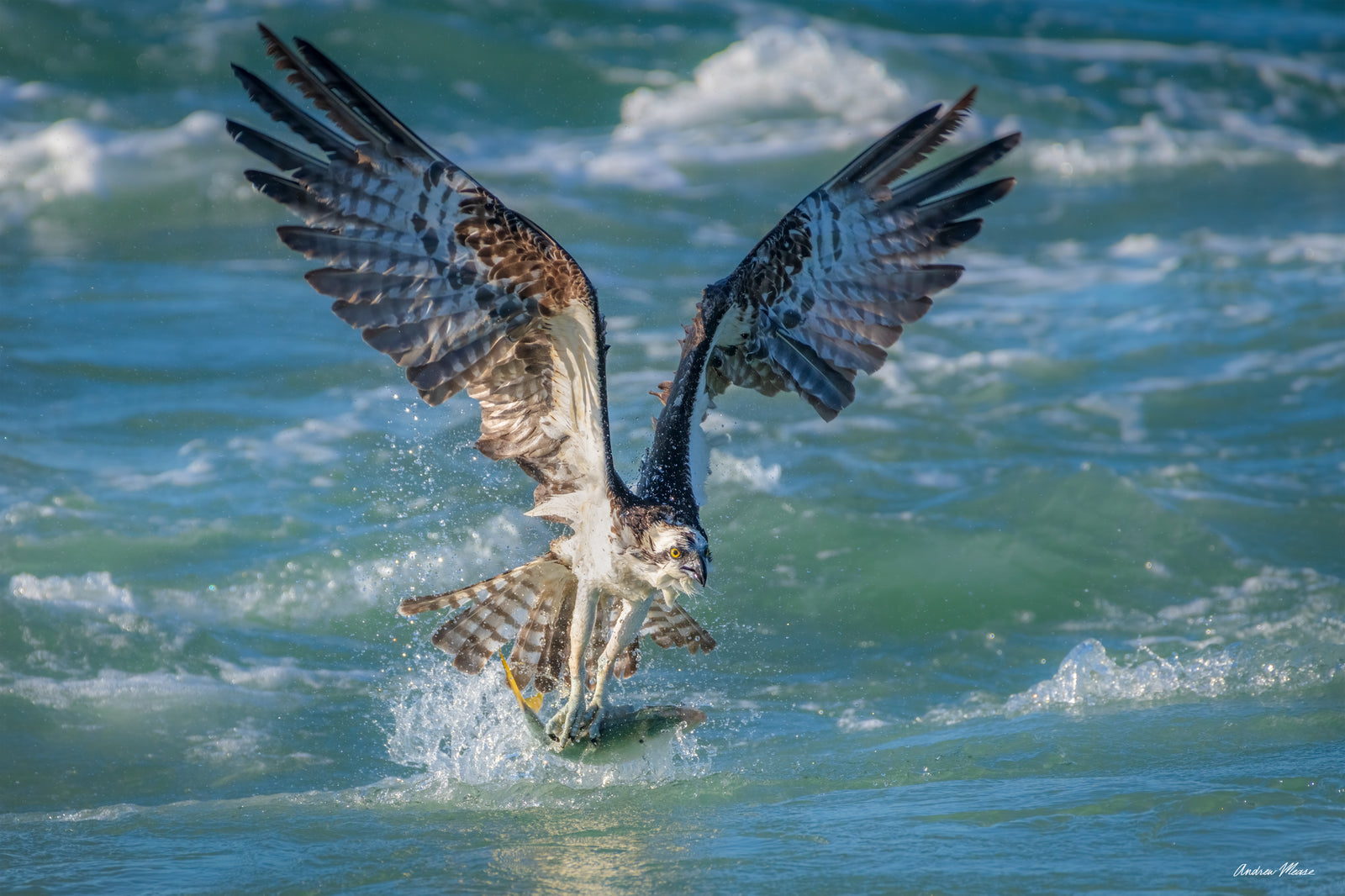 Fine art print featuring a fierce looking osprey coming up with a yellow-tailed fish after a successful dive in rough waters in Sebastian, Florida – wildlife photography by Andrew Mease