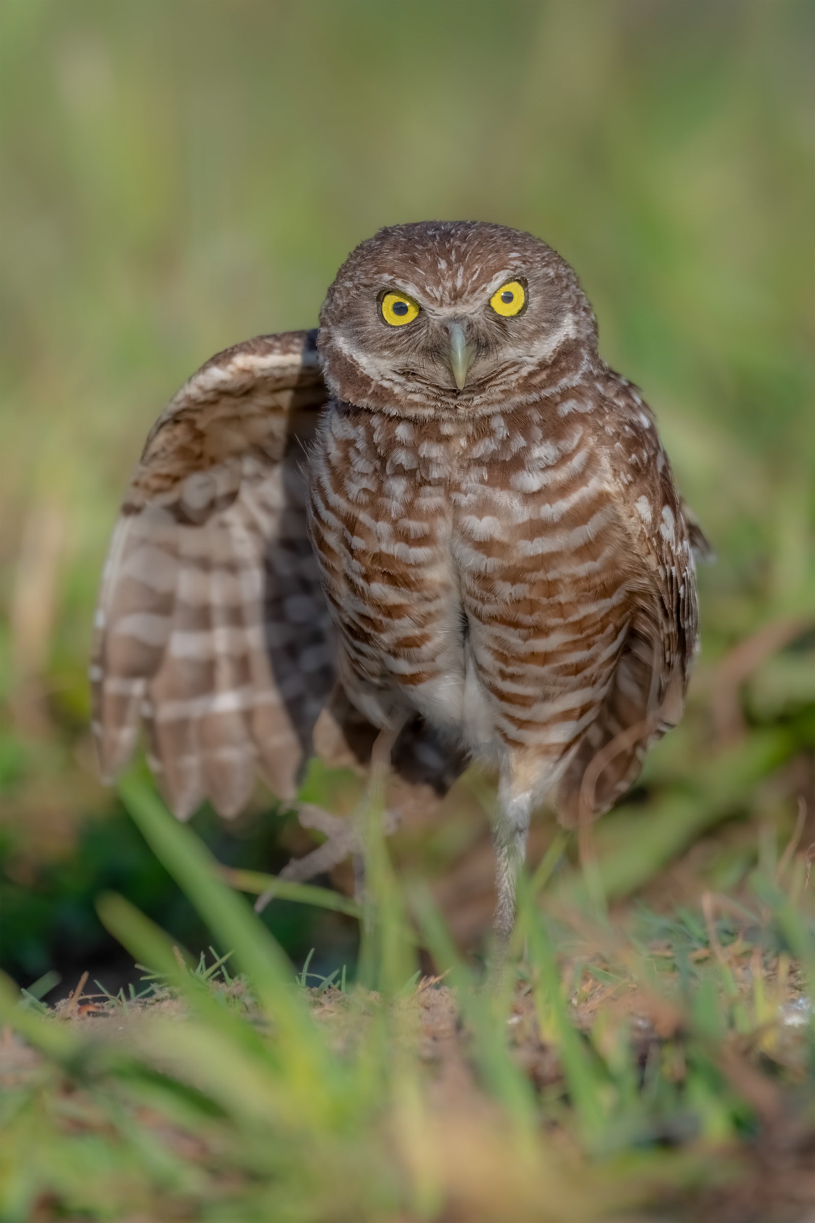 Fine art print featuring a fierce looking burrowing owl on one leg in Cape Coral, Florida – wildlife photography by Andrew Mease
