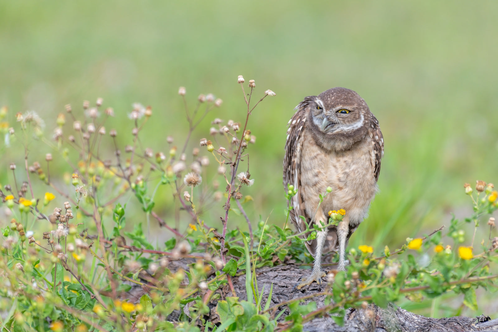 Fine art print featuring a burrowing owlet among some yellow wildflowers and green grass in Cape Coral, Florida – wildlife photography by Andrew Mease
