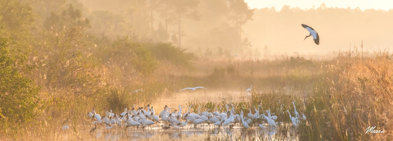 Misty Stork Sunrise Panorama