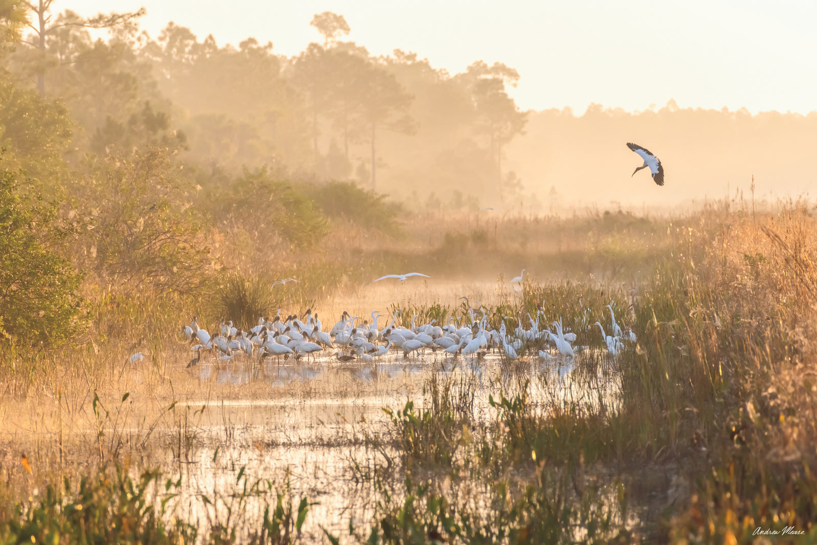 Fine art print of a very foggy morning in the swamp featuring a large group of wading birds feeding for breakfast shortly after sunrise – landscape photography by Andrew Mease