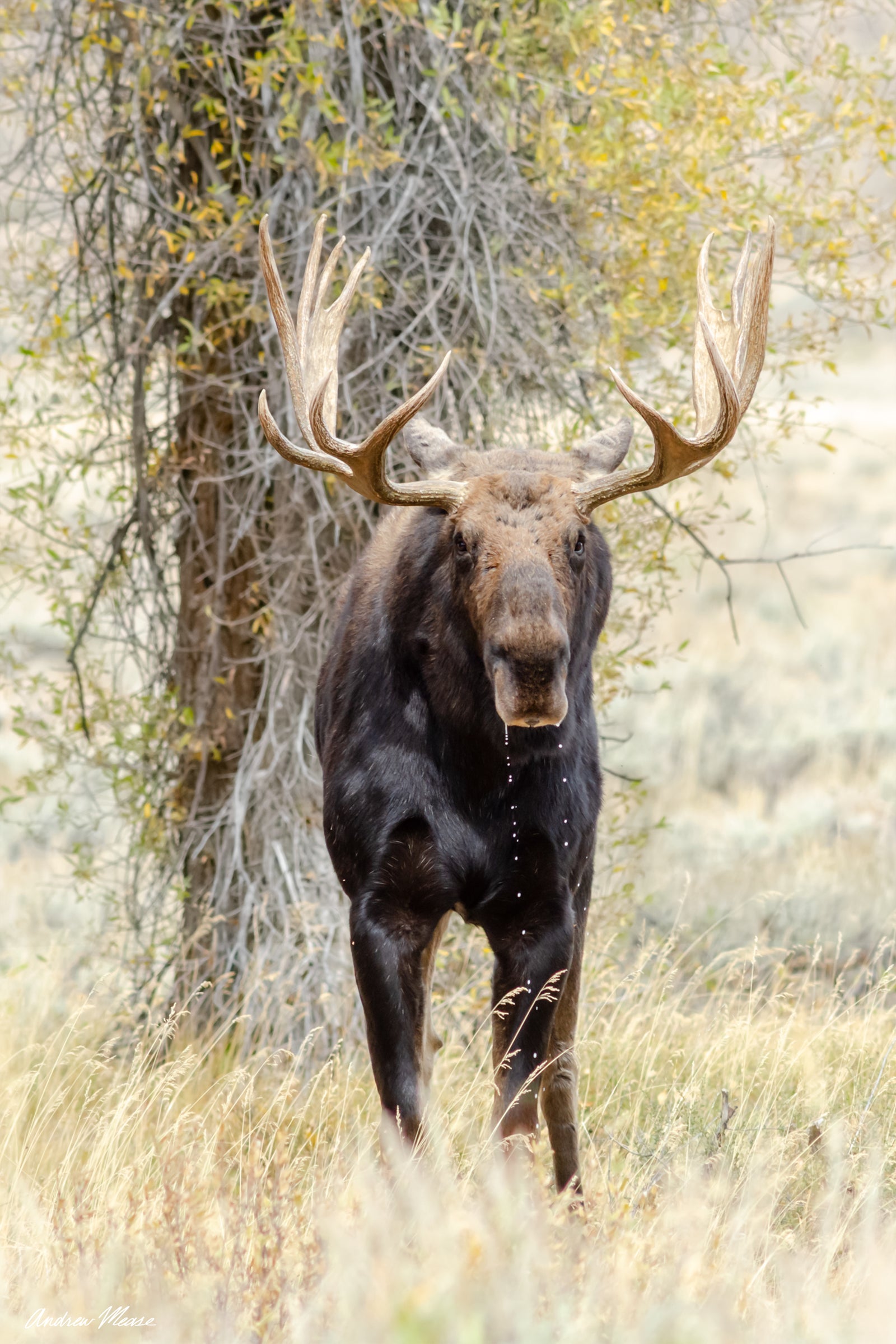 Fine art print of a Moose drooling in front of a cottonwood tree in Grand Teton National Park and Wyoming – landscape photography by Andrew Mease