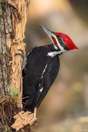 Fine art print featuring a pileated woodpecker on an ancient bald cypress tree at Audubon's Corkscrew Swamp Sanctuary in Naples, Florida – wildlife photography by Andrew Mease