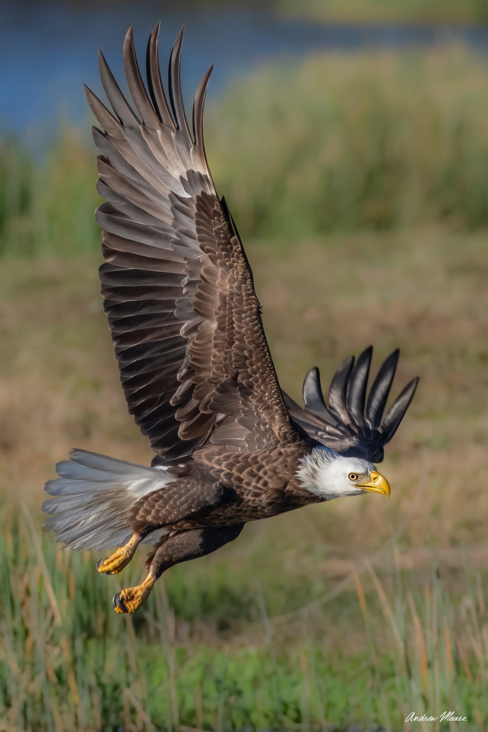 Fine art print featuring an American Bald Eagle on the way to pickup a dropped fish in Lehigh Acres, Florida – wildlife photography by Andrew Mease