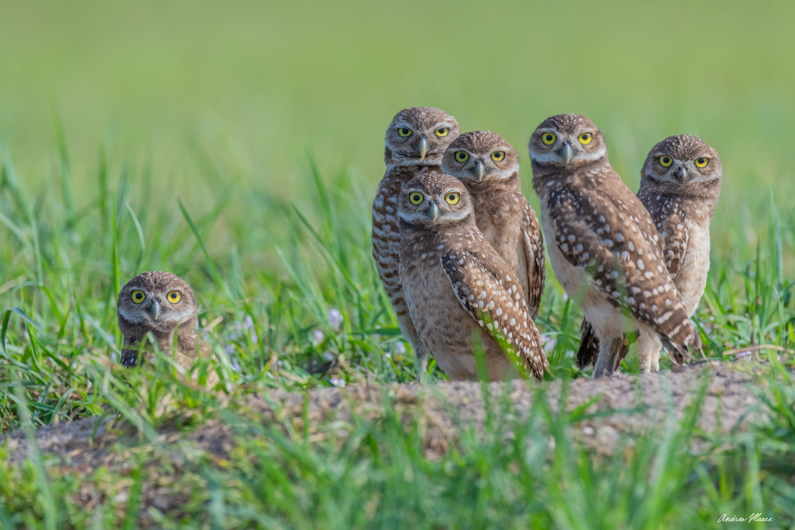Fine art print featuring a family of 6 burrowing owlets together outside of their burrow in Cape Coral, Florida – wildlife photography by Andrew Mease