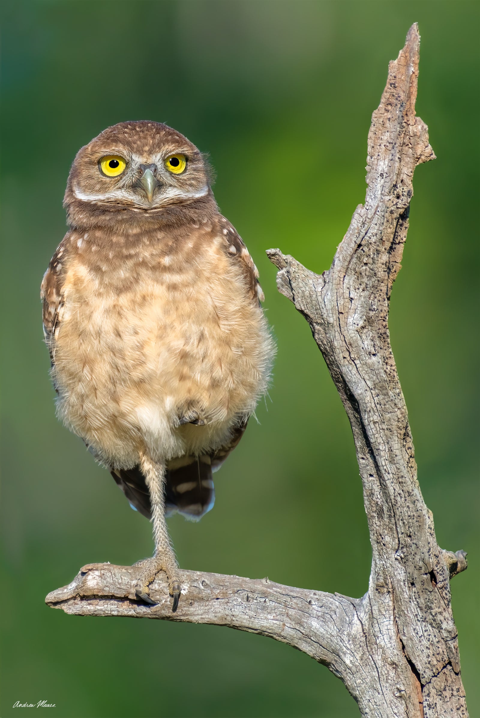 Fine art print featuring a perched burrowing owlet on one leg in Cape Coral, Florida – wildlife photography by Andrew Mease