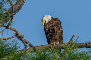 Fine art print featuring an American Bald Eagle with its mouth open in front of a soft blue sky – wildlife photography by Andrew Mease