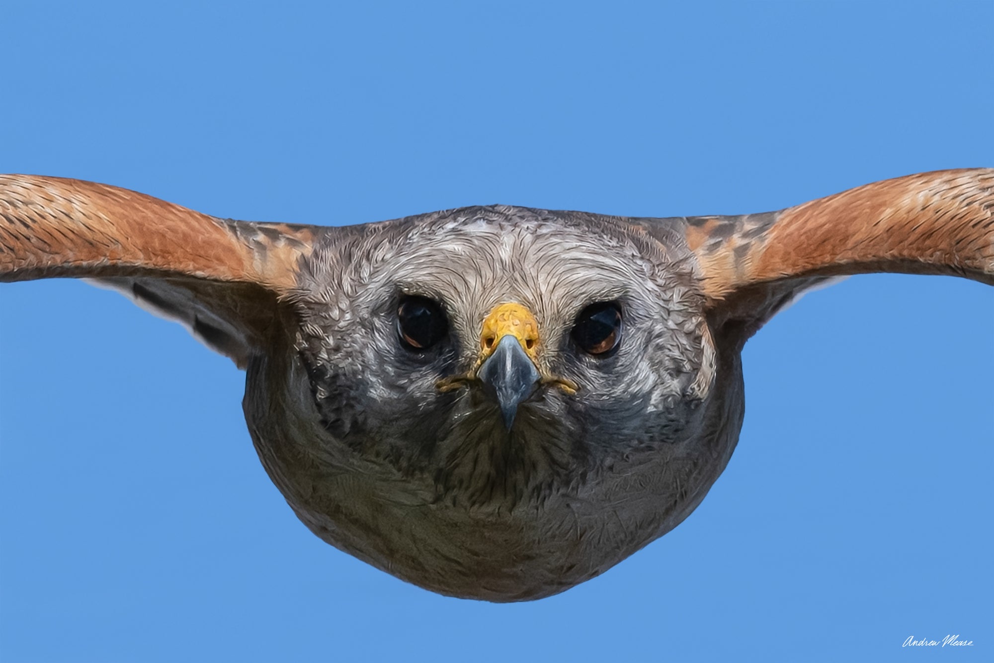 Fine art print of a red shouldered hawk head on – wildlife photography by Andrew Mease