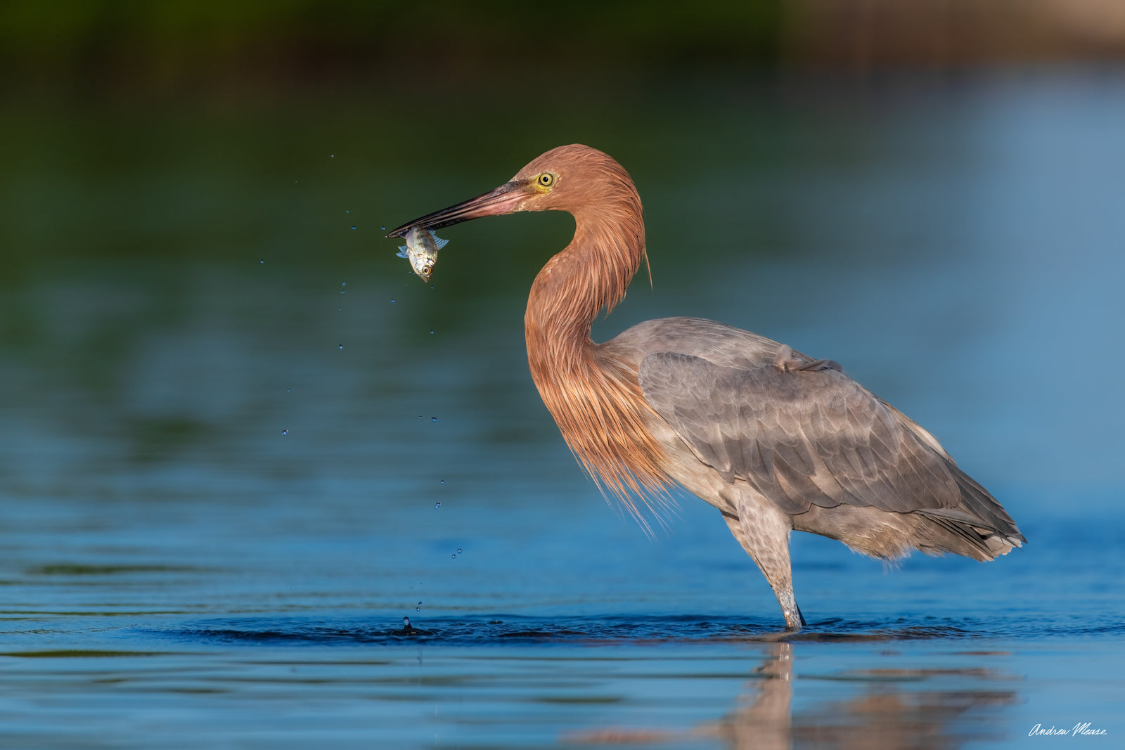 Fine art print featuring a reddish egret with a small fish after a successful strike in the backwaters of Marco Island, Florida – wildlife photography by Andrew Mease