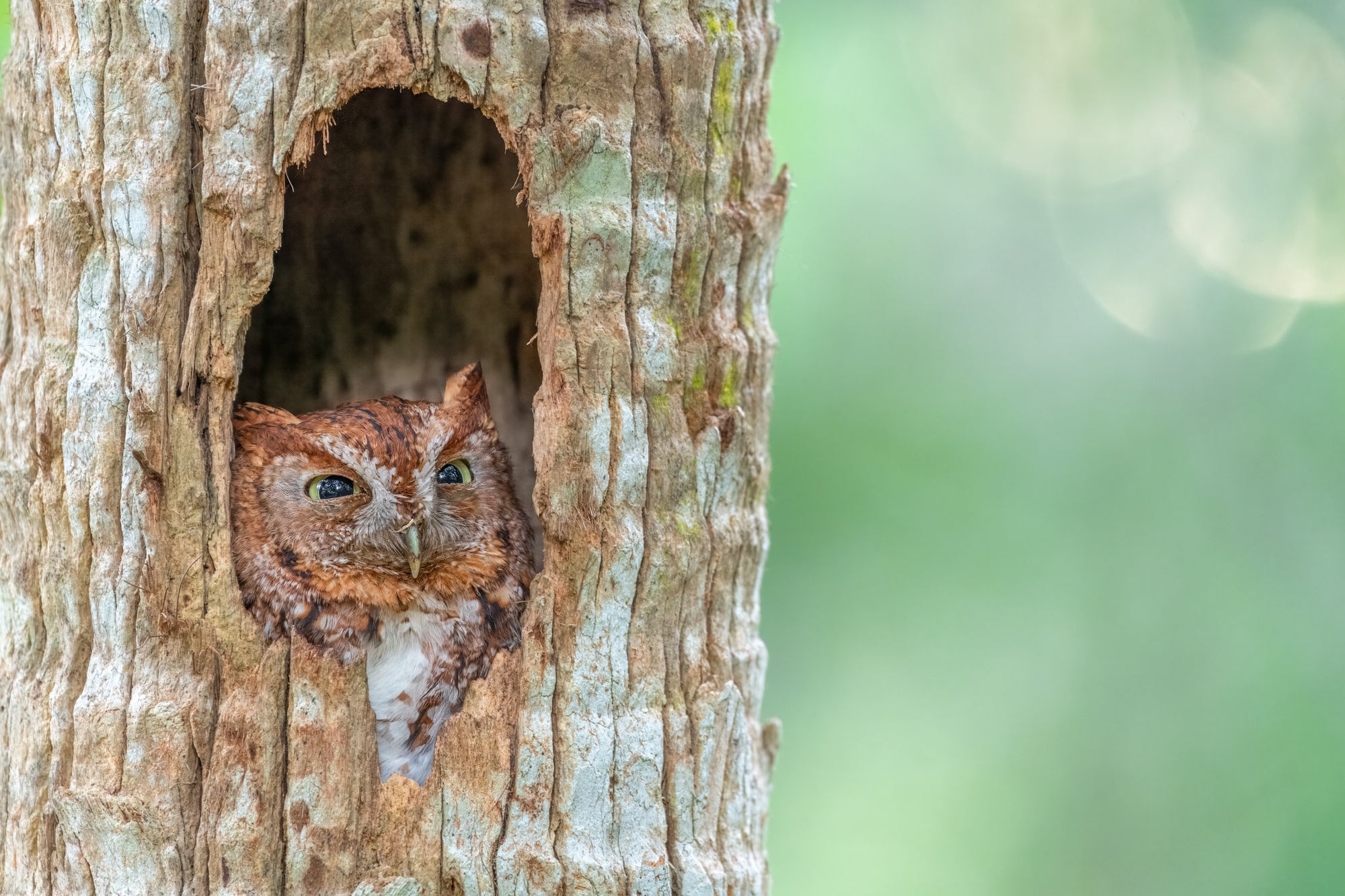Fine art print featuring a red morph eastern owl up close with large pupils in a cabbage palm with a soft green background at sunset – wildlife photography by Andrew Mease