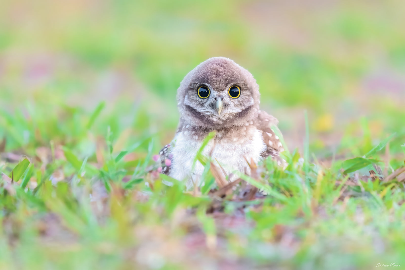 Fine art print featuring a burrowing owlet up close with large pupils surrounded by a green landscape – wildlife photography by Andrew Mease