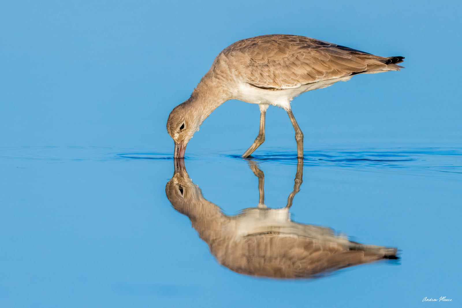 Fine art print featuring a willet probing the shallow waters along the beach for some breakfast shortly after sunrise in Fort Myers, Florida – wildlife photography by Andrew Mease