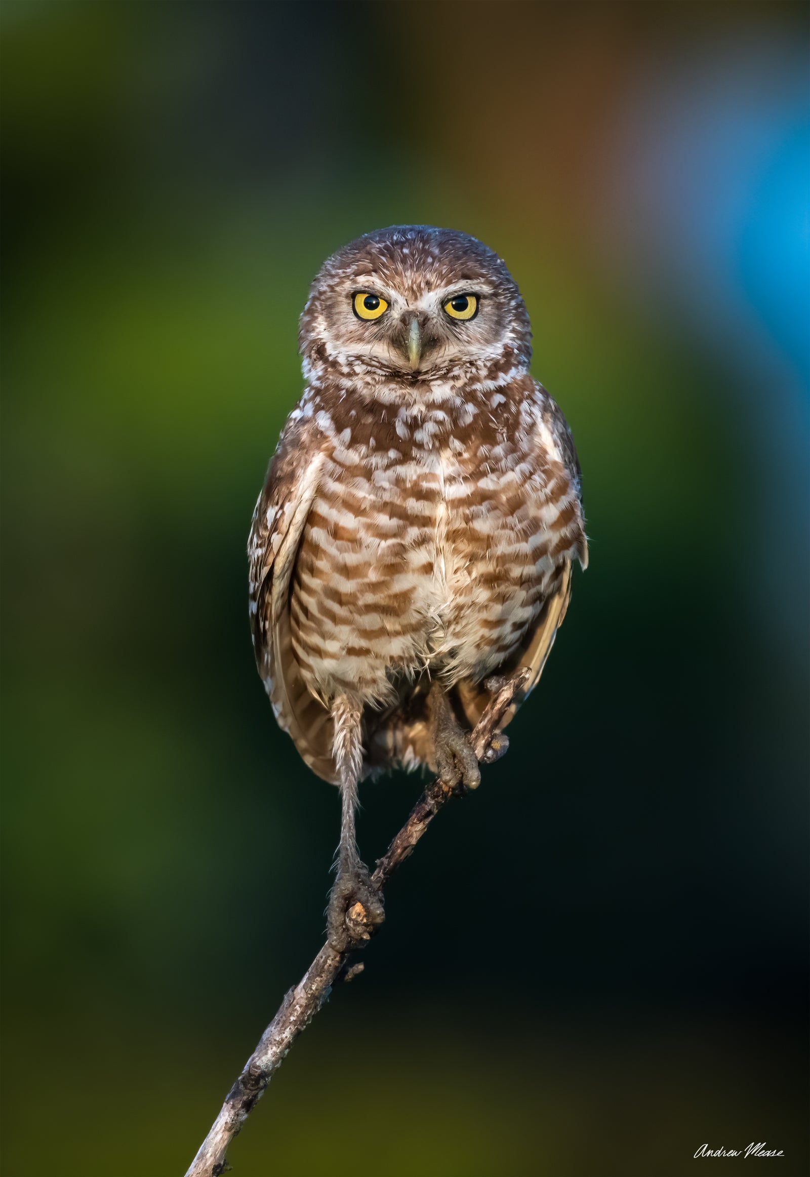 Fine art print featuring a burrowing owl perched on a small branch in Marco Island, Florida – wildlife photography by Andrew Mease