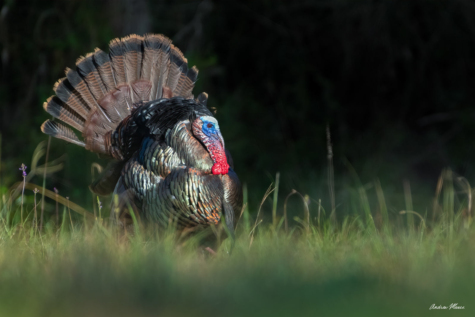 Fine art print featuring a male turkey showing off his plumage for some nearby hens in Lehigh Acres, Florida – wildlife photography by Andrew Mease