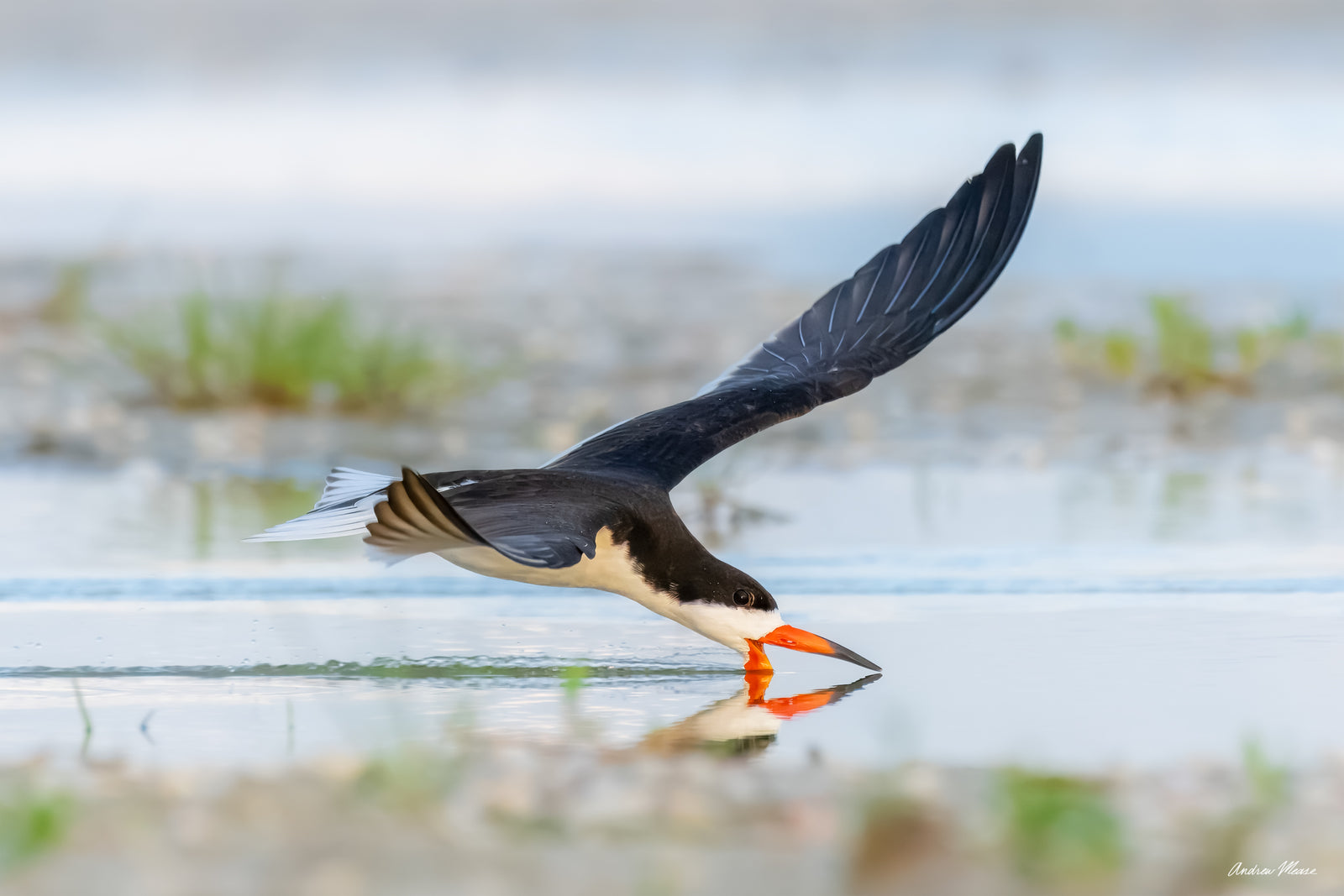 Fine art print featuring a black skimmer passing through skimming for some breakfast shortly after sunrise in Fort Myers, Florida – wildlife photography by Andrew Mease