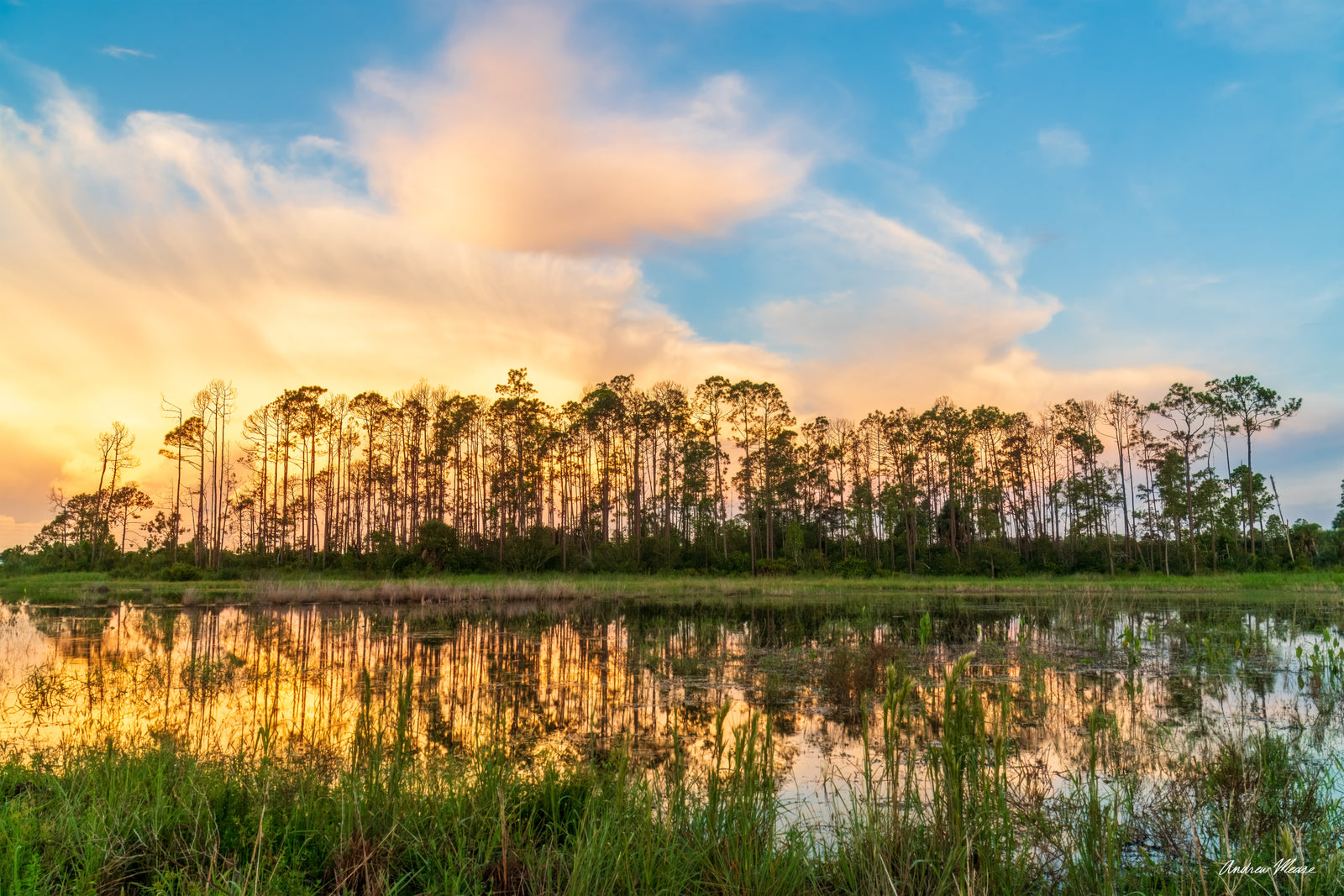 Fine art print of a sunrise in the swamp with slash pine trees reflecting over the water at Flint Pen Strand in Bonita Springs, Florida – landscape photography by Andrew Mease
