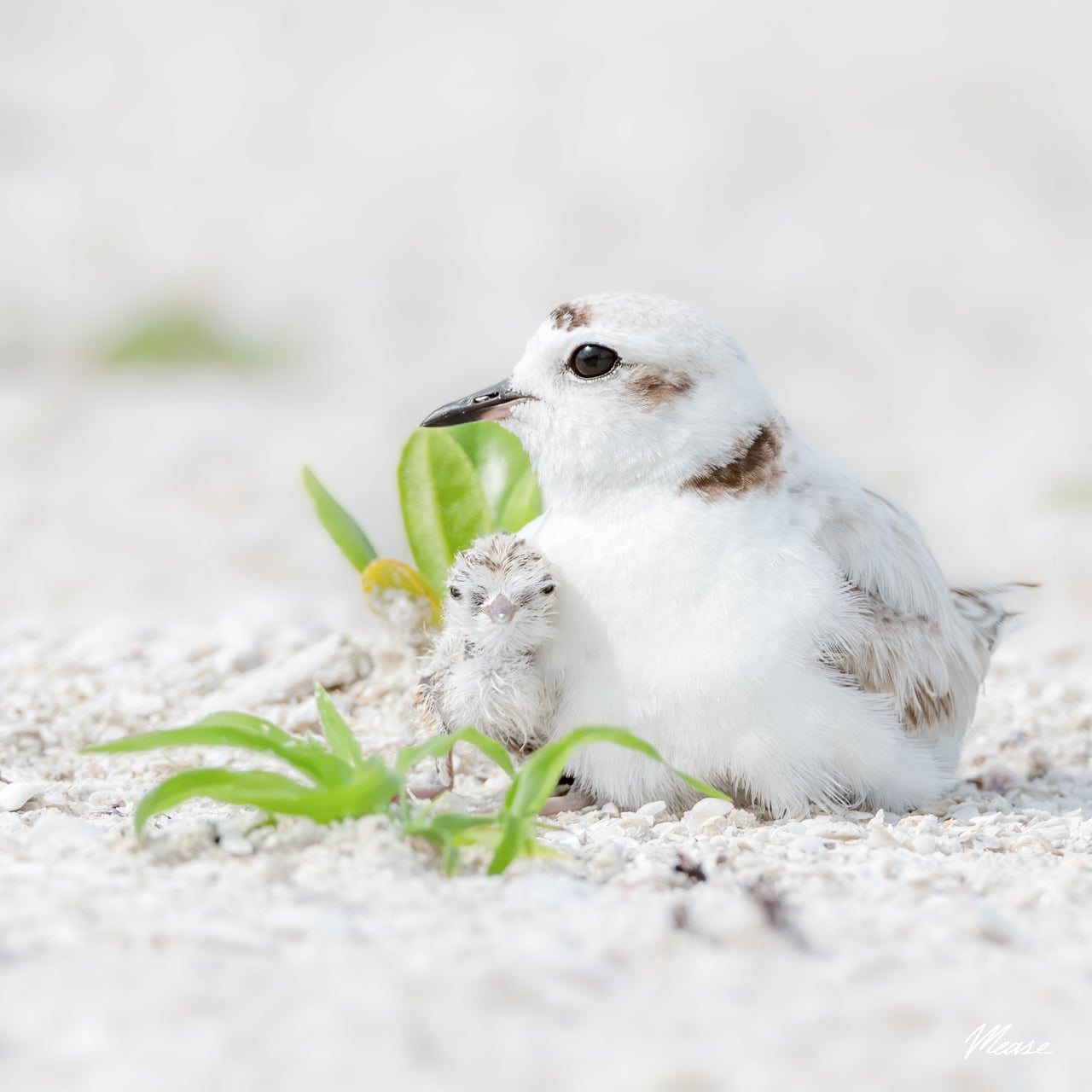 Snowy Snuggle Square