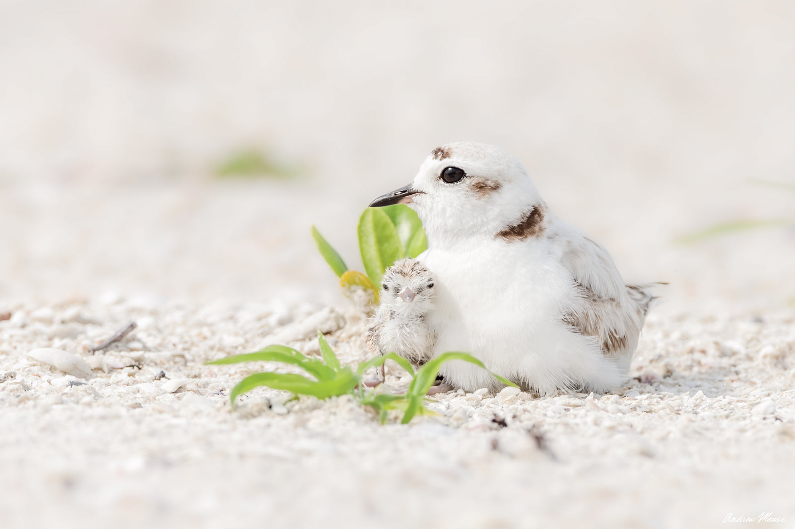 Fine art print featuring a snowy plover hatchling almost hidden among some greenery and its parent with a white sandy background in Fort Myers, Florida – wildlife photography by Andrew Mease