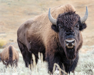 Fine art print of bison in Yellostone National Park in the Lamar Valley - wildlife photography by Andrew Mease