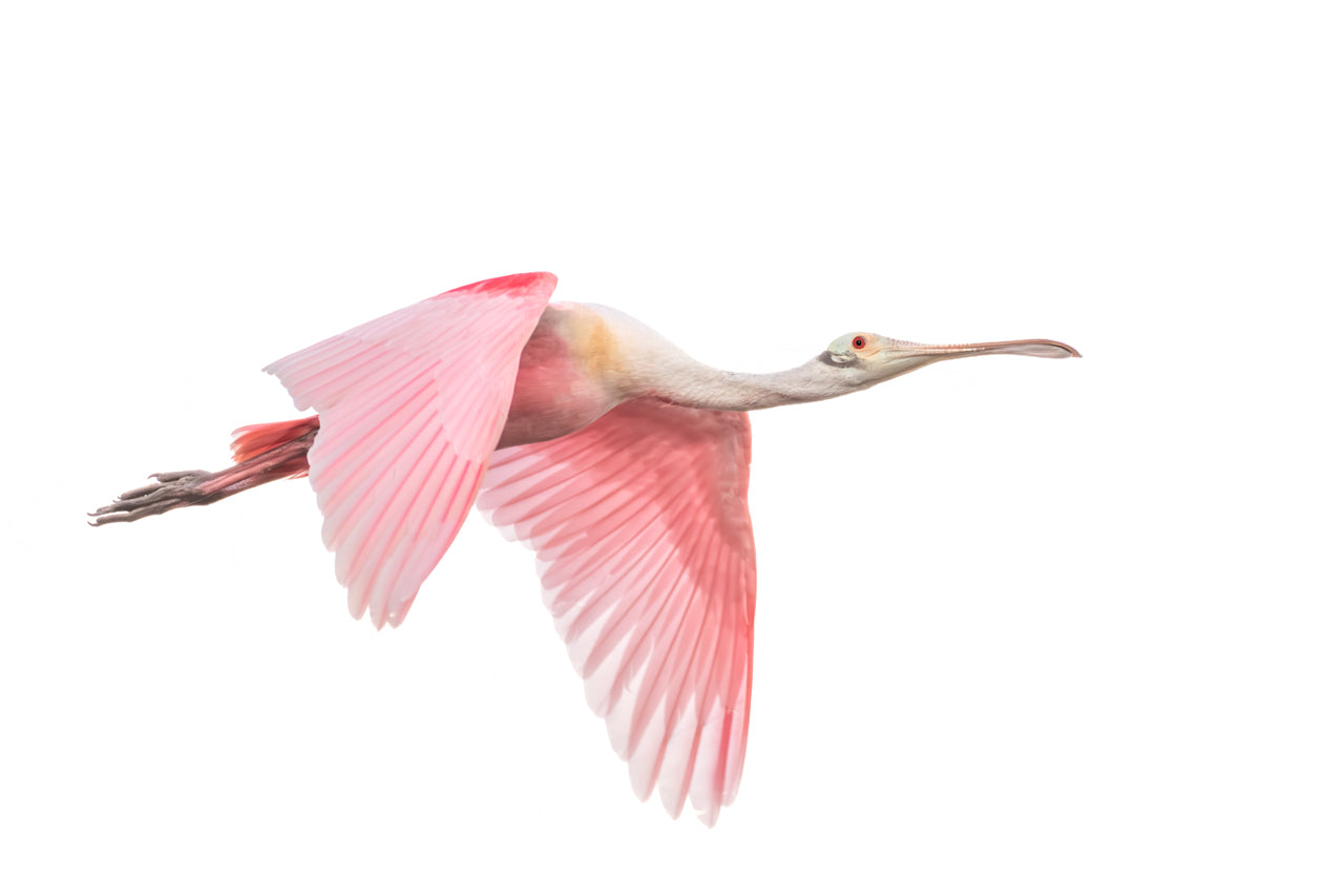 Fine art print of a top lit roseate spoonbill in flight with a white background on a hazy day – wildlife photography by Andrew Mease