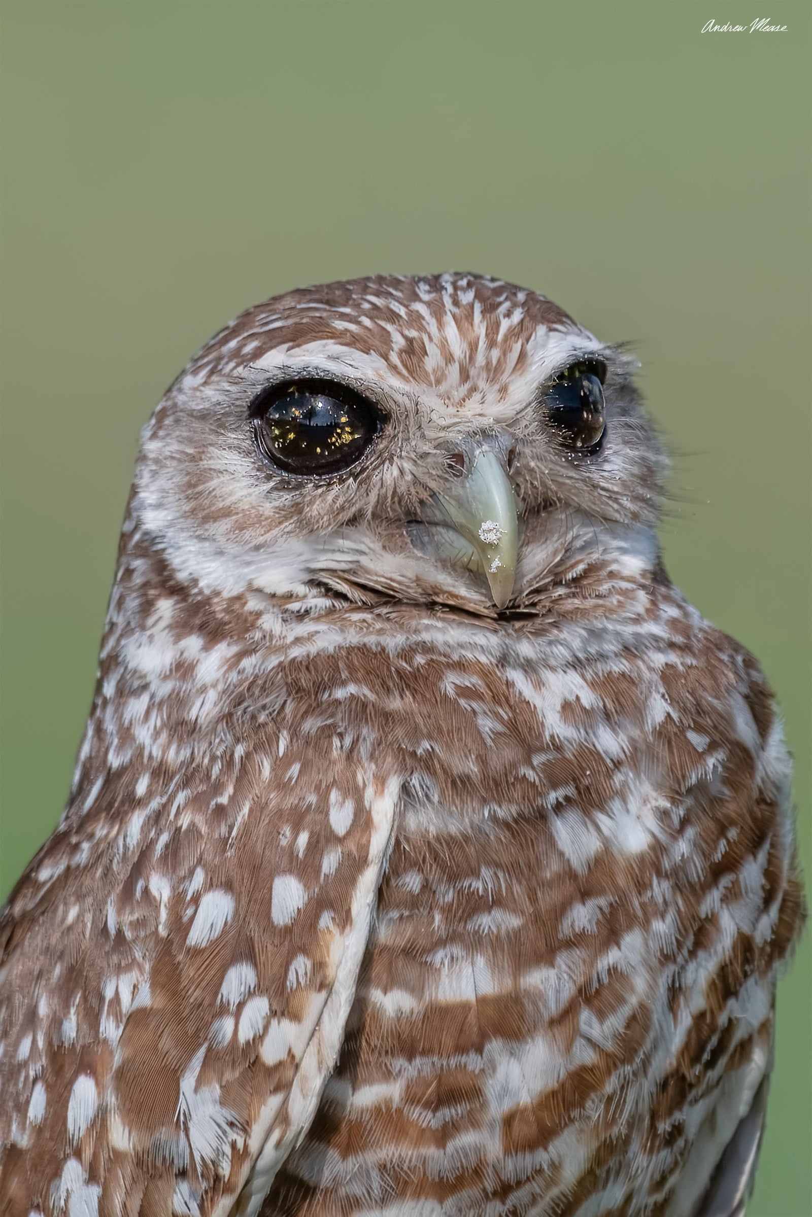 Fine art print featuring a burrowing owl with a rare eye condition in Cape Coral, Florida – wildlife photography by Andrew Mease